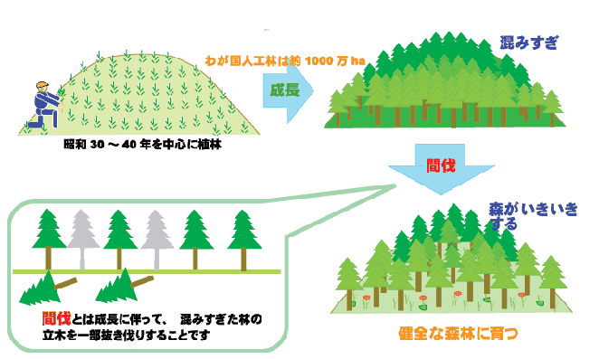 間伐とは?