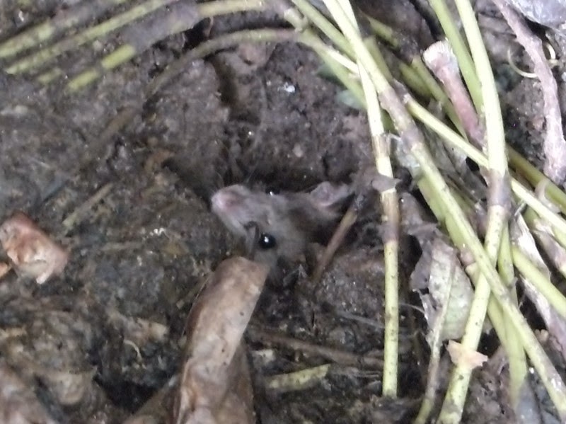 モグラ・ネズミ対策:ドライアイス・ガム