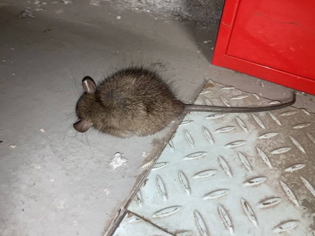 害獣害虫 駆除王 大阪