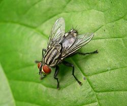 ニクバエを見かけたらネズミの死骸があるかも