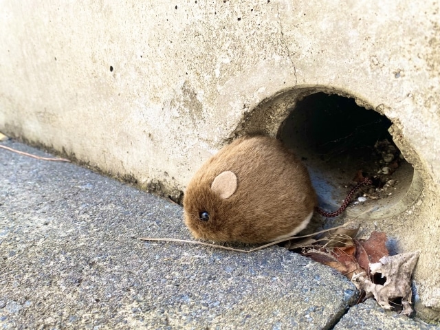 ネズミが侵入しやすい場所を定期的にチェック