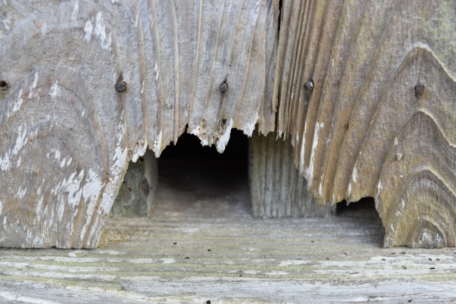 埼玉 ネズミ駆除