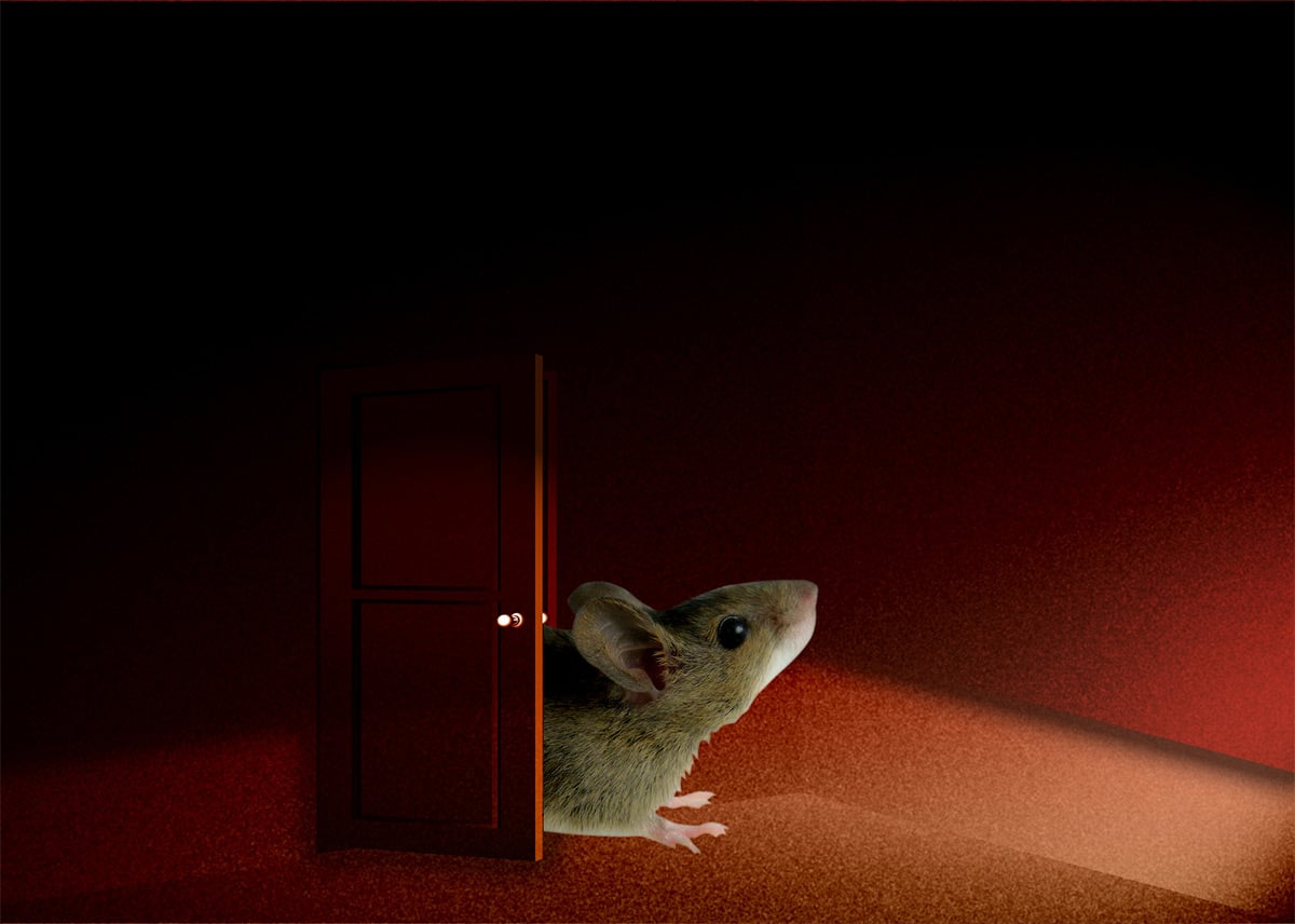 ネズミを放置してはいけない理由とは？ネズミの恐怖と危険性について