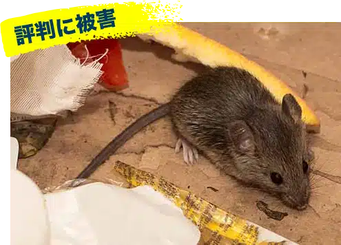 ねずみ退治 ラッター