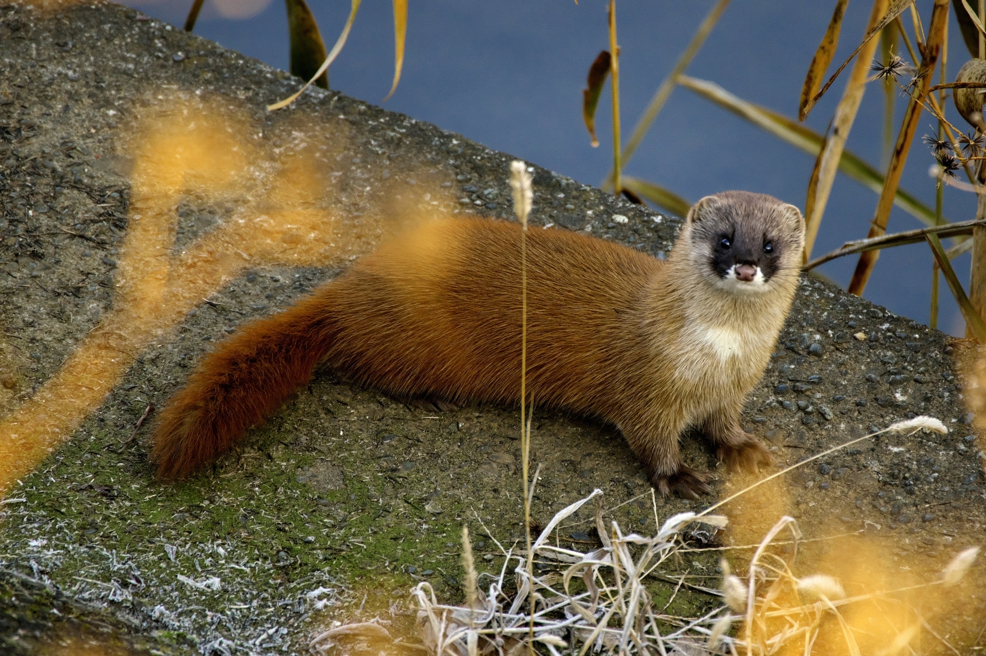 イタチ駆除 費用 相場