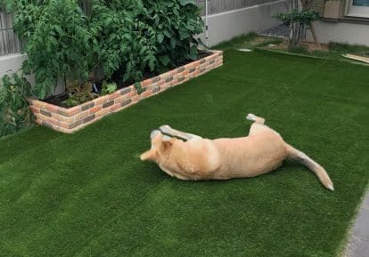 ふわふわターフ